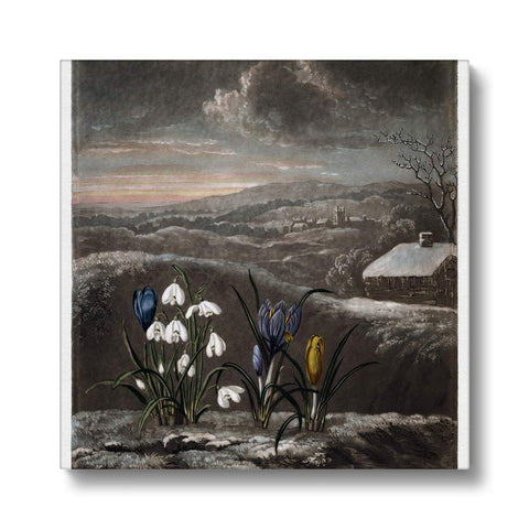 Snowdrops Canvas