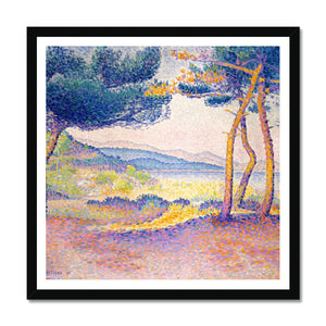 Pines Along the Shore Framed Print