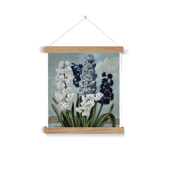 Hyacinths Fine Art Print with Hanger