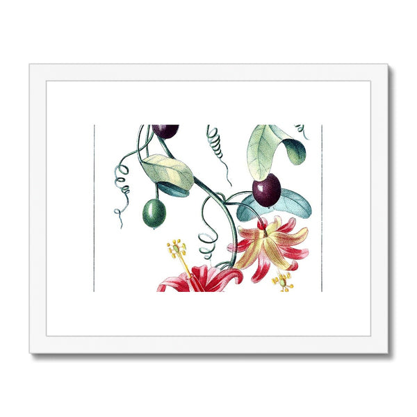 Passionvine Framed & Mounted Print