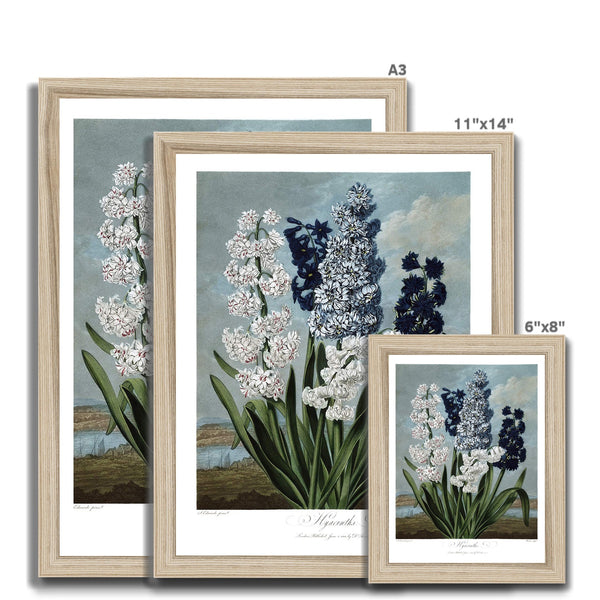 Hyacinths Framed Print