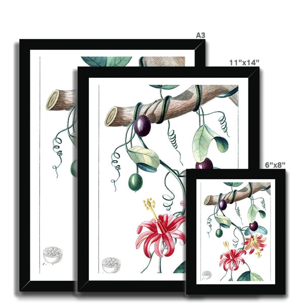 Passionvine Framed Print