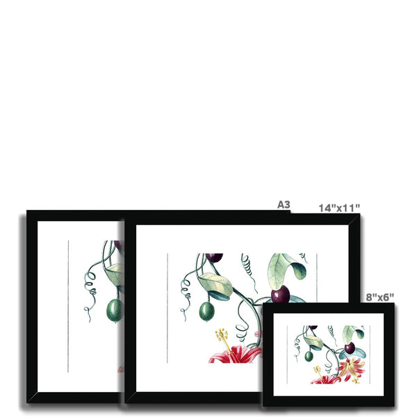 Passionvine Framed & Mounted Print