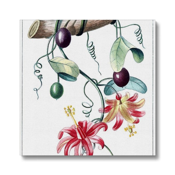 Passionvine Canvas