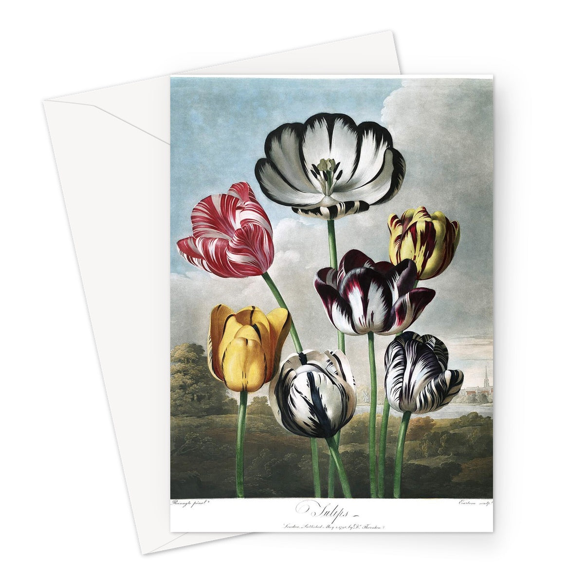 Tulips Greeting Card