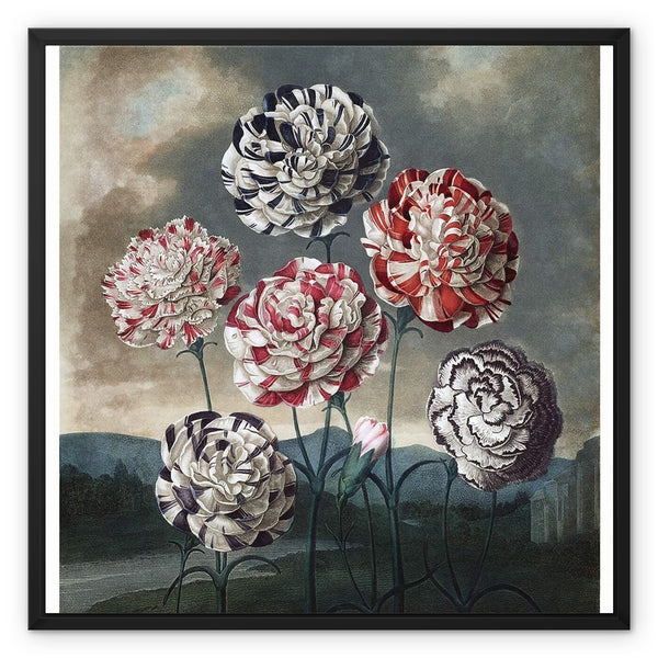 Carnations Framed Canvas