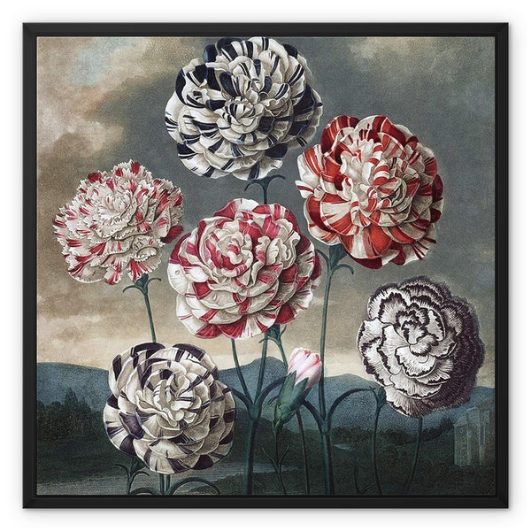 Carnations Framed Canvas