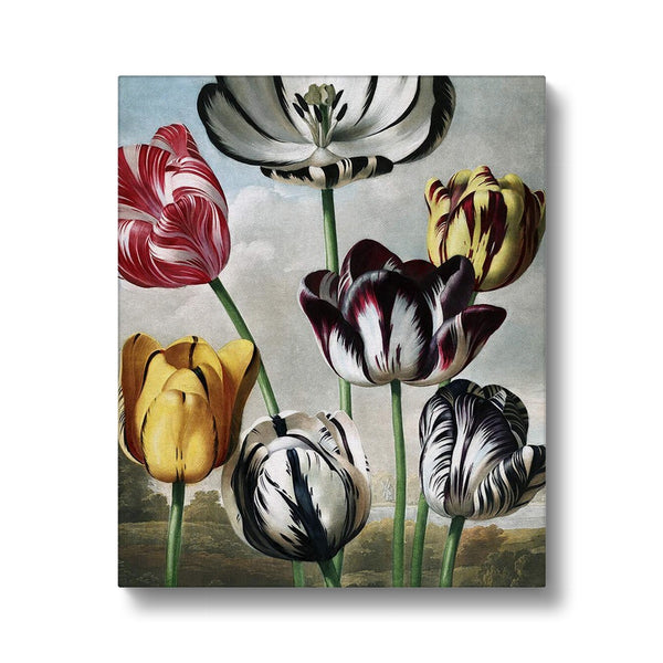 Tulips Canvas