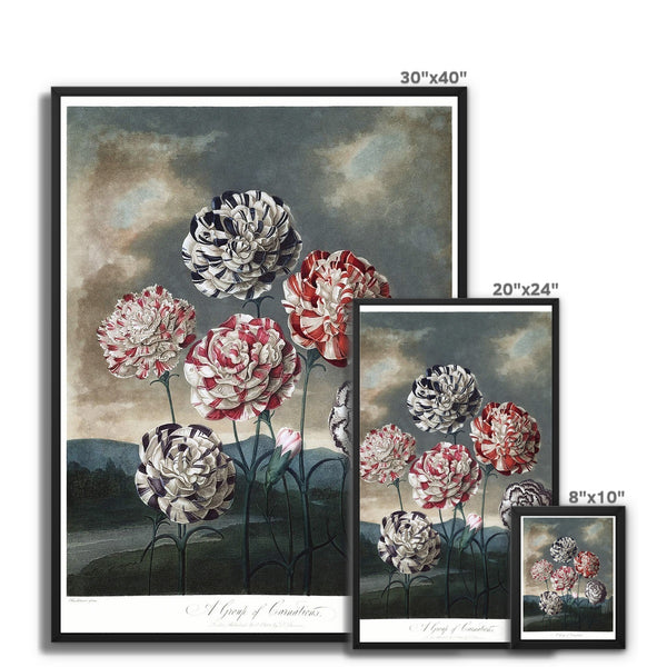 Carnations Framed Canvas