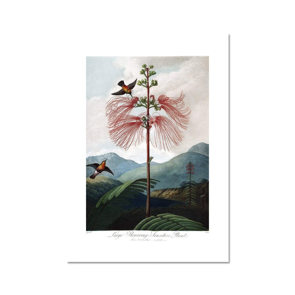 Calliandra Houstoniana Fine Art Print