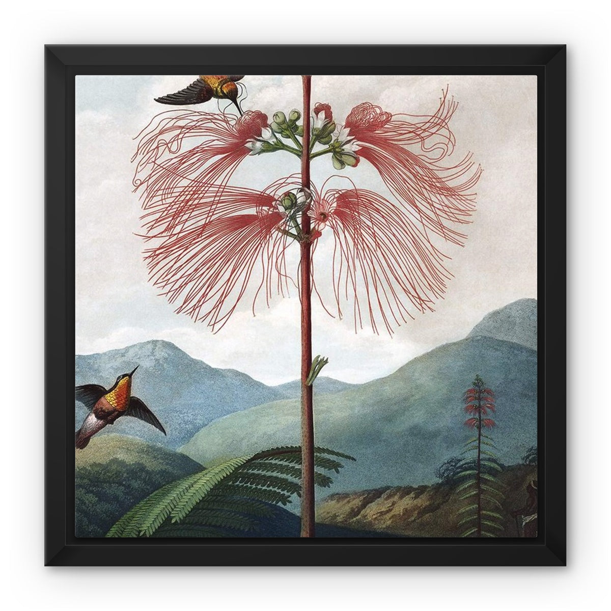 Calliandra Houstoniana Framed Canvas