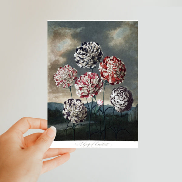 Carnations Classic Postcard