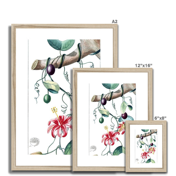 Passionvine Framed & Mounted Print