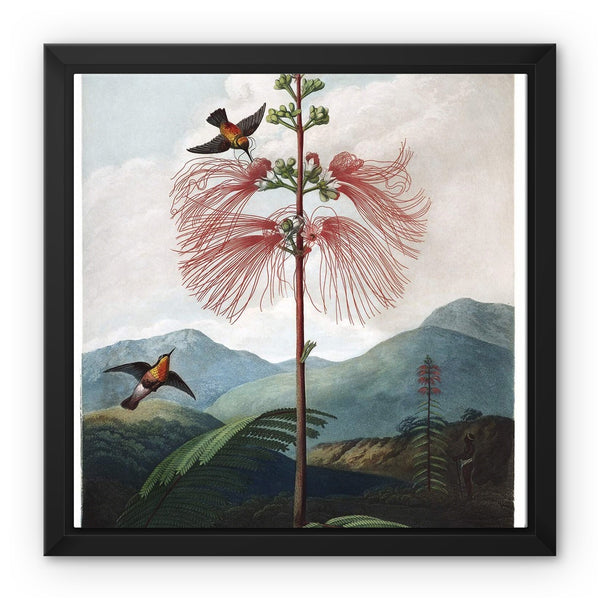 Calliandra Houstoniana Framed Canvas