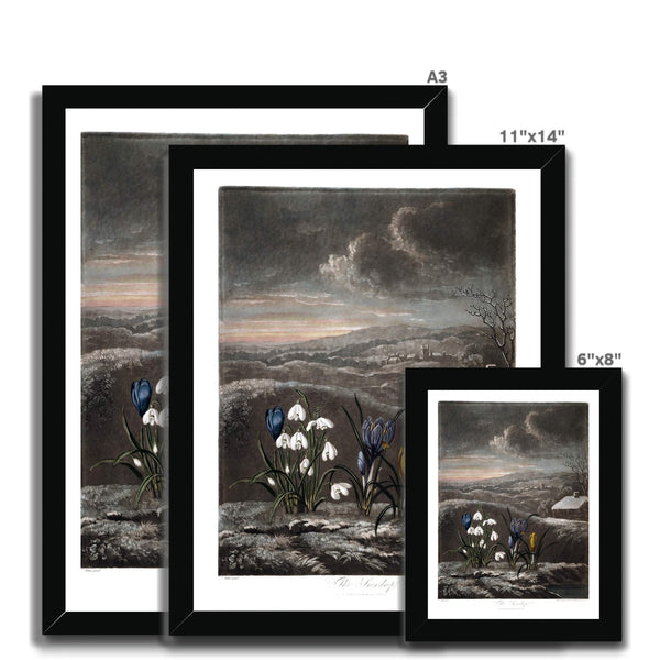 Snowdrops Framed Print