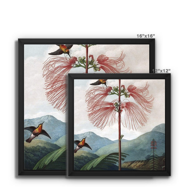 Calliandra Houstoniana Framed Canvas