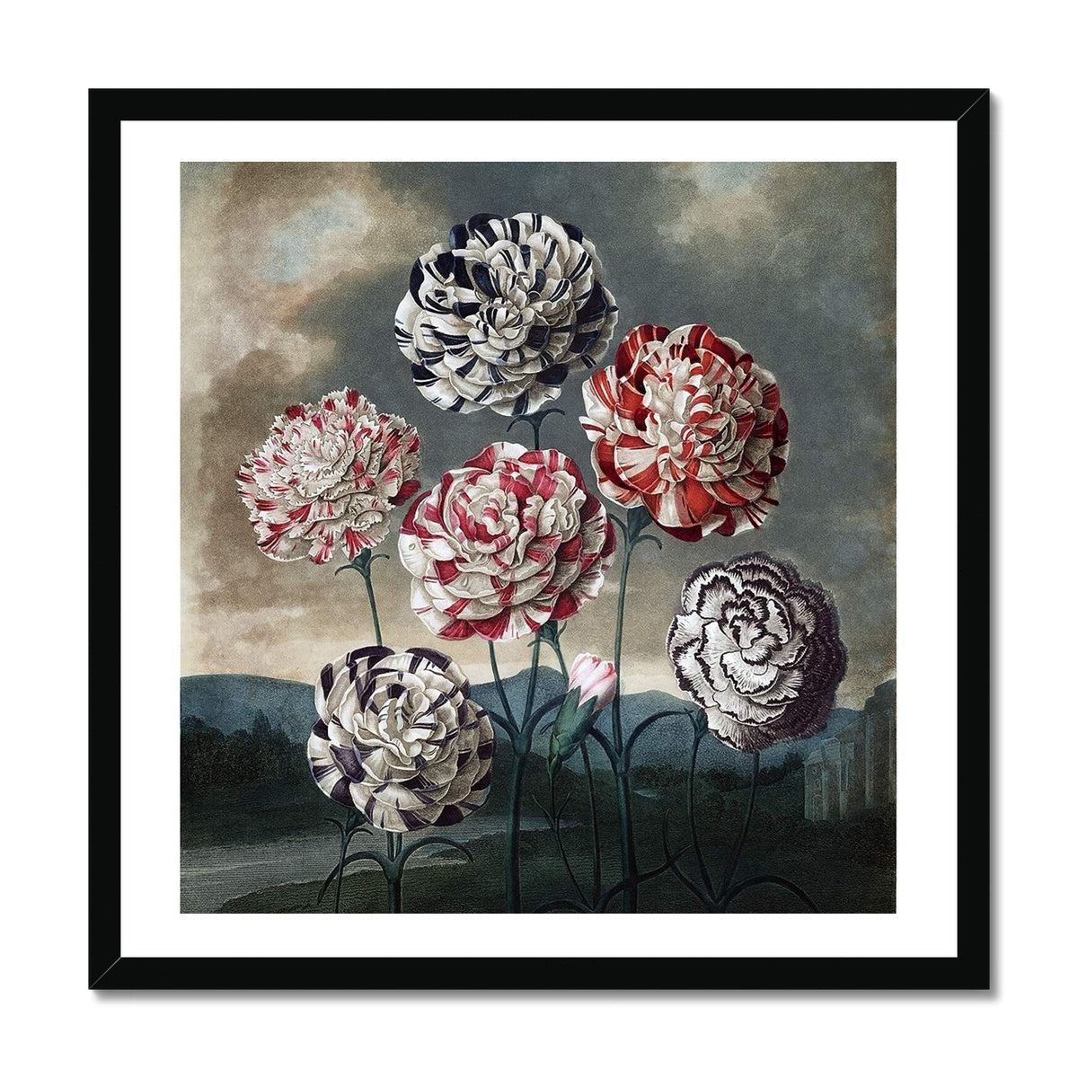 Carnations Framed Print