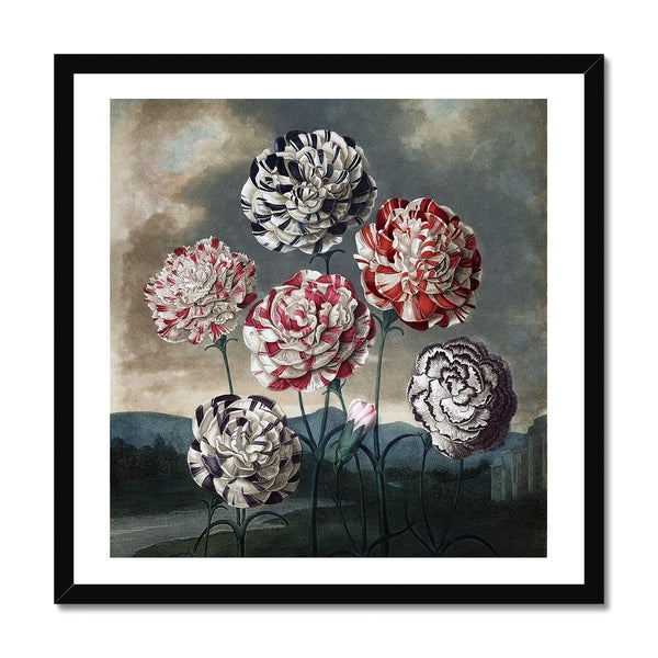 Carnations Framed Print