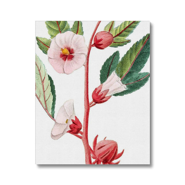 Roselle Canvas