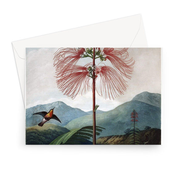 Calliandra Houstoniana Greeting Card