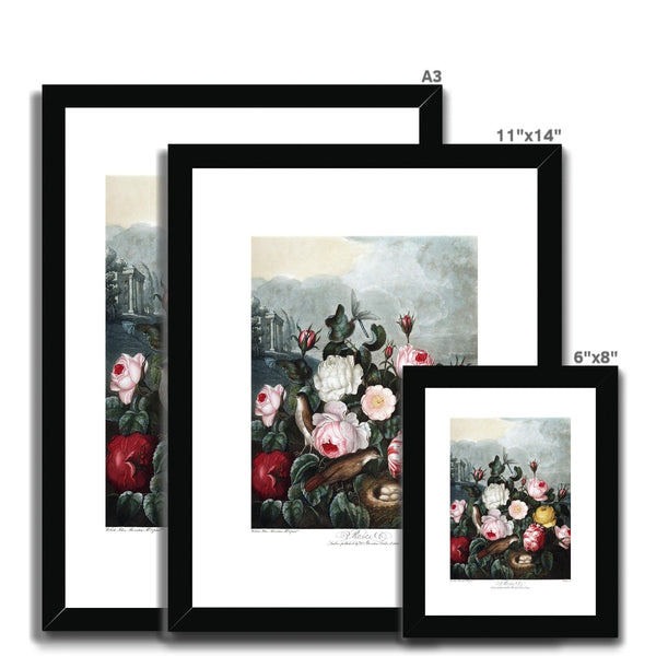 Roses Framed & Mounted Print