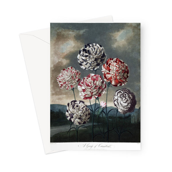 Carnations Greeting Card