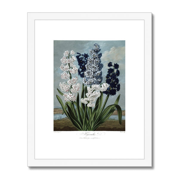 Hyacinths Framed & Mounted Print