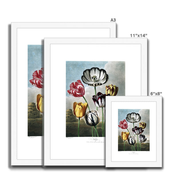 Tulips Framed & Mounted Print