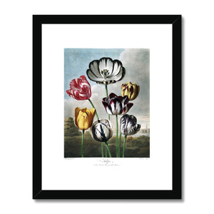 Tulips Framed & Mounted Print