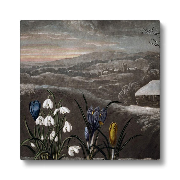 Snowdrops Canvas