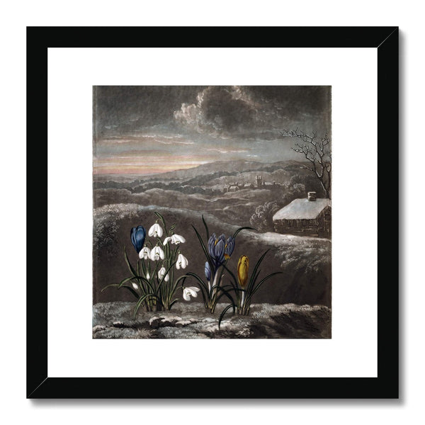 Snowdrops Framed & Mounted Print